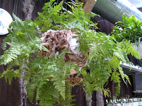 兔腳蕨水耕|觀葉植物栽培術：綠手絨足－兔腳蕨